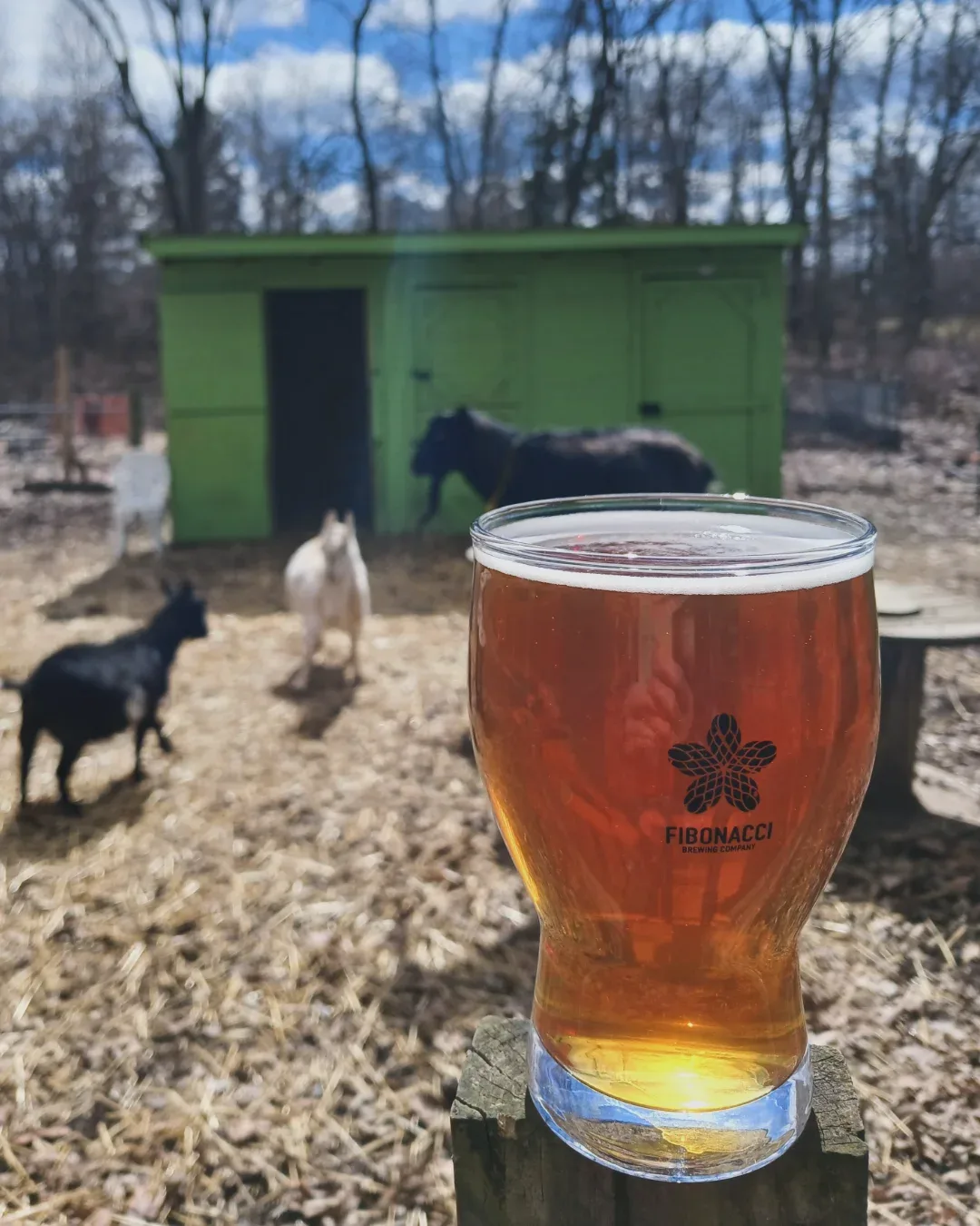 Beer with goats on the farm